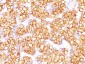  Proximal Nephrogenic Antigen (Renal Cell Marker) Antibody - With BSA and Azide